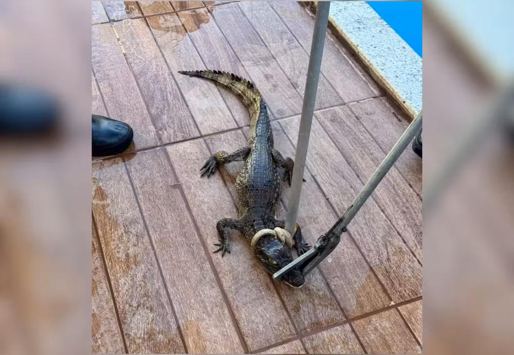Filhote de jacaré aparece em piscina no interior do TO e é resgatado; VÍDEO filhote-de-jacare-aparece-em-piscina-no-interior-do-to-e-e-resgatado;-video