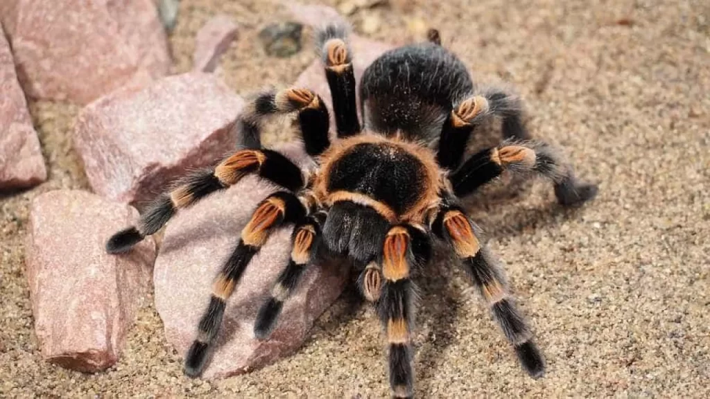 Mulher esquece-se de caixa com 20 tarântulas vivas em trem na Alemanha mulher-esquece-se-de-caixa-com-20-tarantulas-vivas-em-trem-na-alemanha