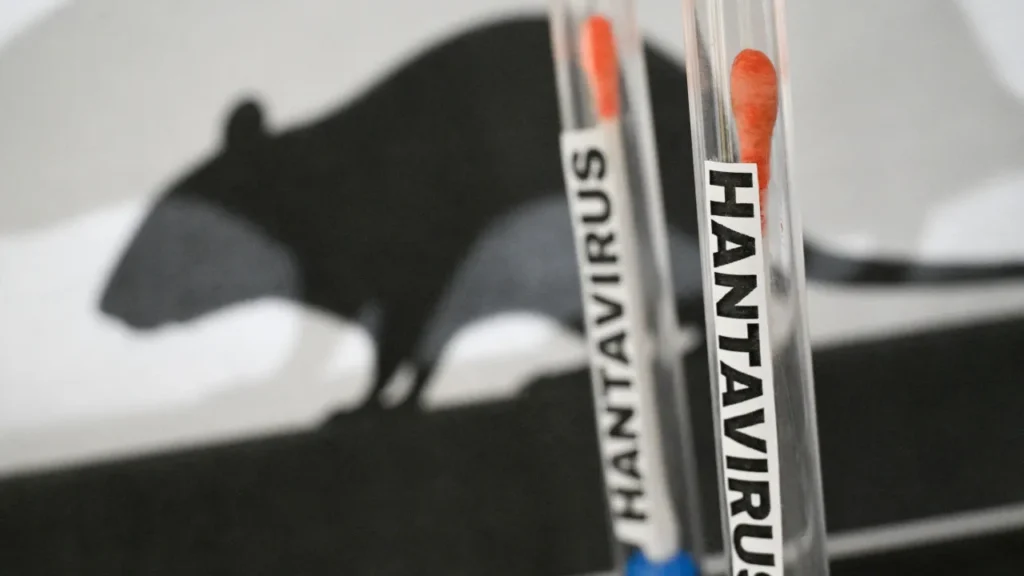 o-que-e-e-como-se-transmite-o-hantavirus,-responsavel-por-tres-mortes-em-cruzeiro-no-atlantico