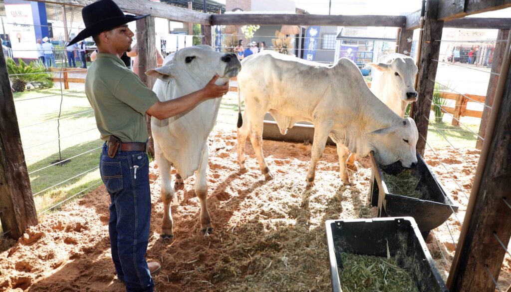 com-mais-de-600-animais,-agrotins-destaca-genetica-e-qualidade-do-rebanho-tocantinense