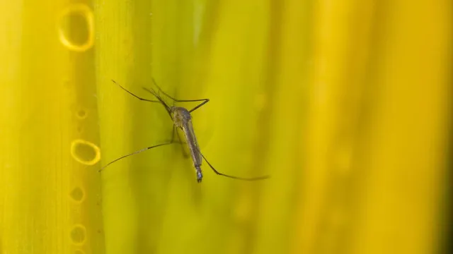 Estado de SP confirma mais duas mortes por febre amarela estado-de-sp-confirma-mais-duas-mortes-por-febre-amarela