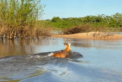Vídeo de cervo-do-pantanal cruzando o Rio Araguaia viraliza e encanta internautas video-de-cervo-do-pantanal-cruzando-o-rio-araguaia-viraliza-e-encanta-internautas
