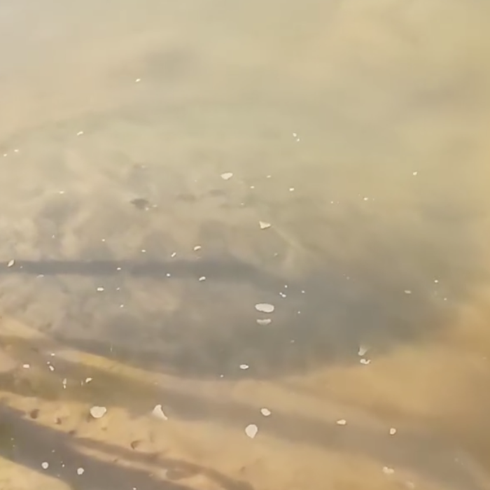 Arraia gigante surpreende banhistas e vira atração na Praia do Murici arraia-gigante-surpreende-banhistas-e-vira-atracao-na-praia-do-murici