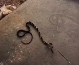 Cobra caninana tenta atacar bombeiro durante resgate em casa no TO; veja o vídeo cobra-caninana-tenta-atacar-bombeiro-durante-resgate-em-casa-no-to;-veja-o-video