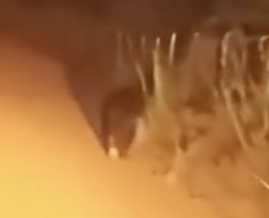 Onça-preta é flagrada às margens de estrada na zona rural no sul do Tocantins; VÍDEO onca-preta-e-flagrada-as-margens-de-estrada-na-zona-rural-no-sul-do-tocantins;-video