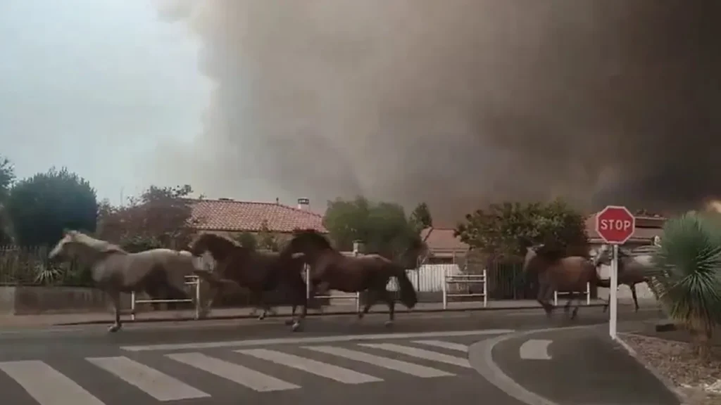 video:-cavalos-sao-soltos-para-fugir-de-incendio-na-franca