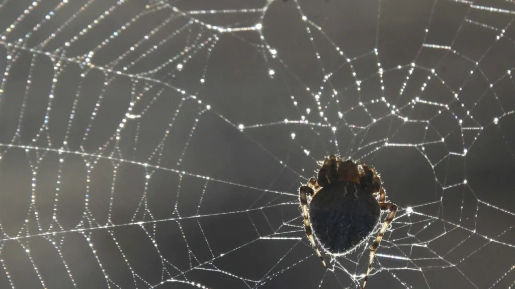 Mulher fica estado grave após ataque de 15 aranhas em acampamento nos EUA mulher-fica-estado-grave-apos-ataque-de-15-aranhas-em-acampamento-nos-eua
