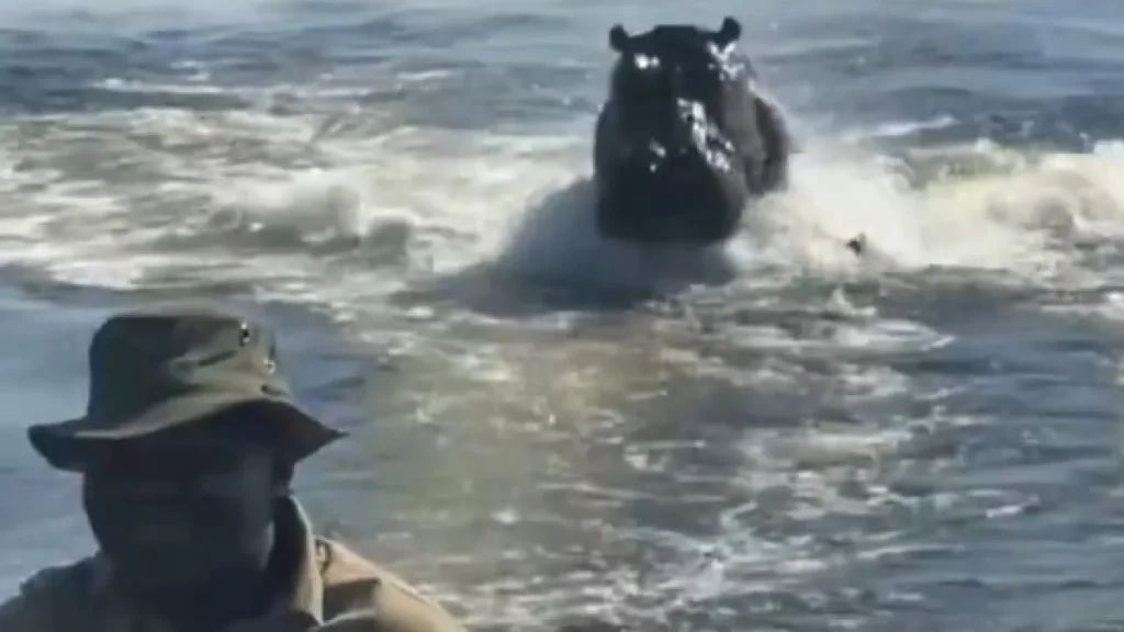 “Assustador”: Hipopótamo persegue barco com turistas em Botsuana “assustador”:-hipopotamo-persegue-barco-com-turistas-em-botsuana