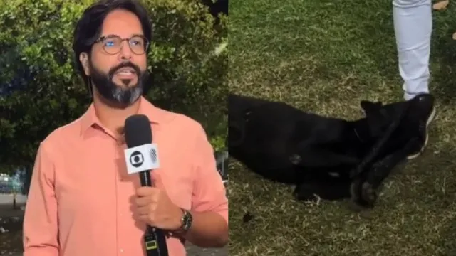 Cachorro perdido invade reportagem ao vivo da Globo e é reconhecido e resgatado por tutora cachorro-perdido-invade-reportagem-ao-vivo-da-globo-e-e-reconhecido-e-resgatado-por-tutora